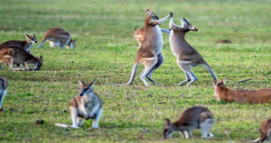 Two kangaroos brawl
